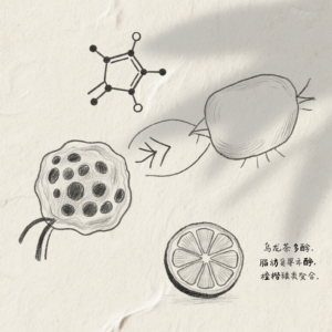 Synergy of Chaozhou Oolong polyphenols and citrus peel flavonoids in fat metabolism.
